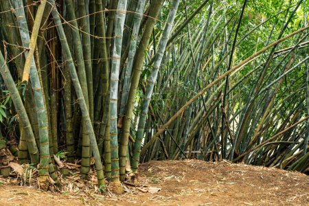 Photo for Giant bamboo. Through the bamboo tops of the sun's rays make their way. Royal Botanic Gardens, Kandy Sri Lanka - Royalty Free Image