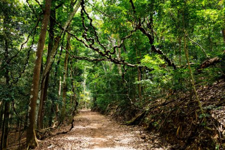 Kandy Udawatta Kele Royal Forest Park ou sanctuaire d'Udawattakele dans la ville de Kandy, Sri Lanka.
