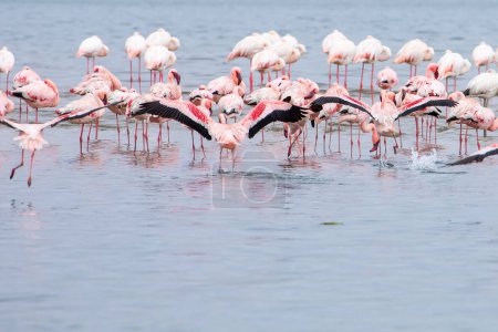 Foto de Namibia Flamingos. Grupo de flamencos rosados Aves cerca de Walvis Bay, Costa Atlántica de Namibia, África. - Imagen libre de derechos