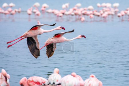 Photo for Namibia Flamingos. Group of Pink Flamingos Birds near Walvis Bay, the Atlantic Coast of Namibia, Africa. - Royalty Free Image
