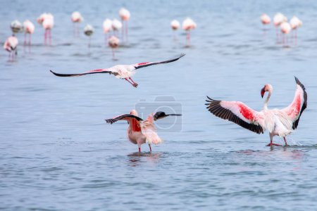 Photo pour Namibie Flamants roses. Groupe de Flamants roses Oiseaux près de Walvis Bay, la côte atlantique de la Namibie, Afrique. - image libre de droit