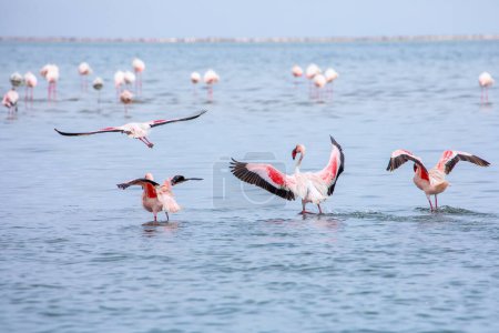 Téléchargez les photos : Namibie Flamants roses. Groupe de Flamants roses Oiseaux près de Walvis Bay, la côte atlantique de la Namibie, Afrique. - en image libre de droit