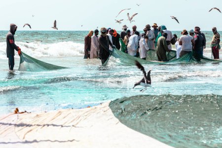 Foto de Pescadores capturando sardinas de la playa de Salalah. Una gran red llena de sardinas. Las gaviotas vuelan alrededor. Salalah, Omán. Península Arábiga. - Imagen libre de derechos