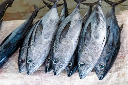 Téléchargez les photos : Marché aux poissons traditionnel à Mutrah, Oman. Plusieurs types de poissons à vendre, thon et autres poissons. - en image libre de droit
