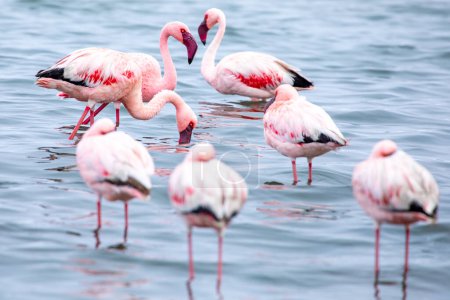 Téléchargez les photos : Namibie Flamants roses. Group of Pink Flamingos Birds near Walvis Bay, the Atlantic Coast of Namibia. Skeleton Coast. Afrique. - en image libre de droit