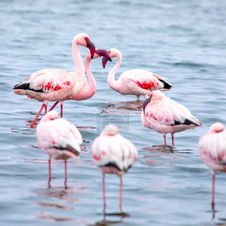 Foto de Namibia Flamingos. Grupo de flamencos rosados Aves cerca de Walvis Bay, la costa atlántica de Namibia. Costa Esqueleto. África. - Imagen libre de derechos