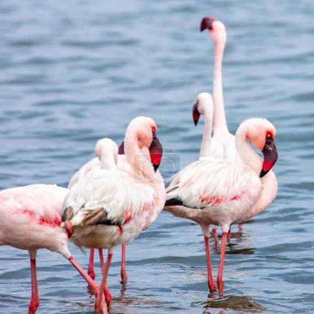 Foto de Namibia Flamingos. Grupo de flamencos rosados Aves cerca de Walvis Bay, la costa atlántica de Namibia. Costa Esqueleto. África. - Imagen libre de derechos