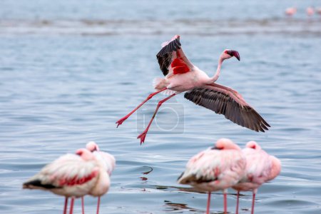 Photo for Namibia Flamingos. Group of Pink Flamingos Birds near Walvis Bay, the Atlantic Coast of Namibia. Skeleton Coast. Africa. - Royalty Free Image