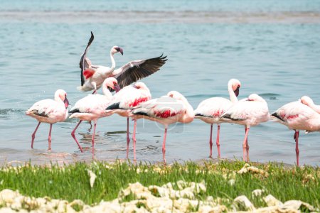 Téléchargez les photos : Namibie Flamants roses. Group of Pink Flamingos Birds near Walvis Bay, the Atlantic Coast of Namibia. Skeleton Coast. Afrique. - en image libre de droit