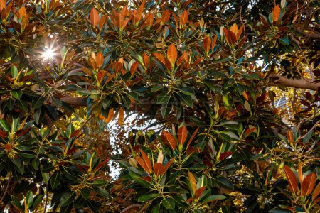 Téléchargez les photos : Rayons solaires passant à travers les feuilles des arbres. Ficus benghalensis à Windhoek, Namibie. - en image libre de droit