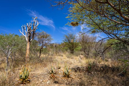Foto de Naturaleza de Namibia. Diferentes tipos de árboles y arbustos encontrados en Namibia. Especie que solo se encuentra en el duro clima del desierto. Namibia. África. - Imagen libre de derechos