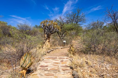 Foto de Naturaleza de Namibia. Diferentes tipos de árboles y arbustos encontrados en Namibia. Especie que solo se encuentra en el duro clima del desierto. Namibia. África. - Imagen libre de derechos