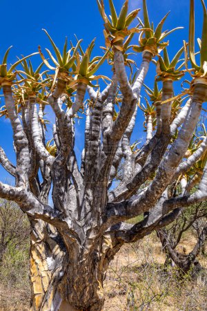 Téléchargez les photos : Nature de la Namibie. Différents types d'arbres et d'arbustes trouvés en Namibie. Espèce que l'on ne trouve que dans le climat rigoureux du désert. Namibie. Afrique. - en image libre de droit
