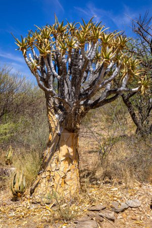 Téléchargez les photos : Nature de la Namibie. Différents types d'arbres et d'arbustes trouvés en Namibie. Espèce que l'on ne trouve que dans le climat rigoureux du désert. Namibie. Afrique. - en image libre de droit