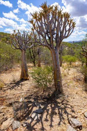 Photo for Nature of Namibia. Different types of trees and shrubs found in Namibia. Species found only in the harsh desert climate. Namibia. Africa. - Royalty Free Image