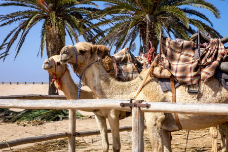 Foto de Camel Rides in the Namib Desert in Namibia. Atracción turística popular en Swakopmund. Namibia. África. - Imagen libre de derechos