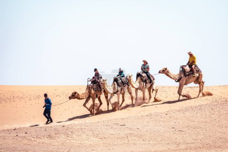 Foto de Camel Rides in the Namib Desert in Namibia. Atracción turística popular en Swakopmund. Namibia. África. - Imagen libre de derechos