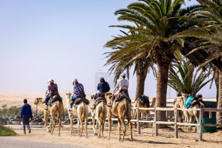 Téléchargez les photos : Camel Rides dans le désert du Namib en Namibie. Attractivité touristique populaire à Swakopmund. Namibie. Afrique. - en image libre de droit