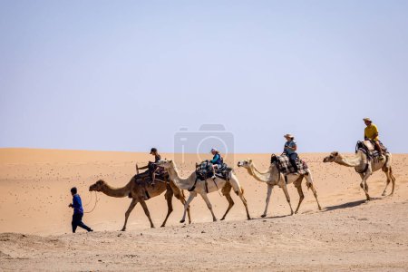 Photo for Camel Rides in the Namib Desert in Namibia. Popular tourist attraction in Swakopmund. Namibia. Africa. - Royalty Free Image