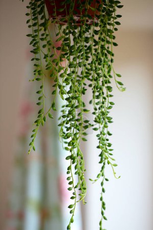 Téléchargez les photos : Perle de plantes à cordes - en image libre de droit