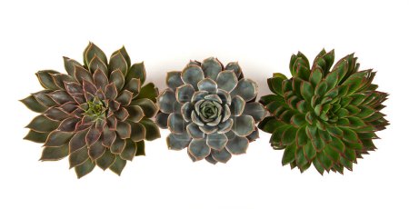 Photo for Beautiful echeveria succulent assortment isolated on white background. Top view. - Royalty Free Image