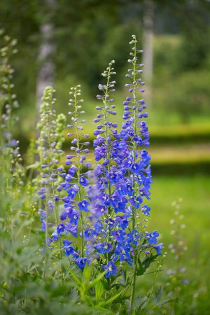 Photo for Growing delphinium in summer garden - Royalty Free Image