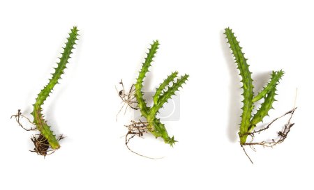 Téléchargez les photos : Huernia schneideriana avec des racines isolées sur fond blanc. Succulent. Vue du dessus. - en image libre de droit