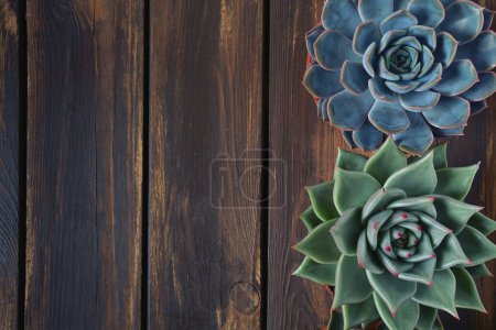 Foto de Hermoso surtido suculento echeveria aislado en la superficie de madera - Imagen libre de derechos