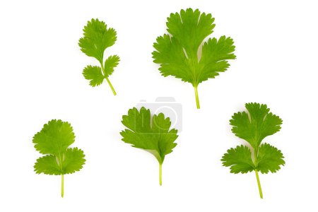 Photo for Fresh coriander leaf isolated on white bac kground, top view - Royalty Free Image