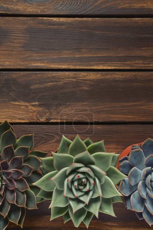 Foto de Hermoso surtido suculento echeveria aislado en la superficie de madera - Imagen libre de derechos