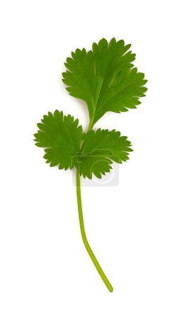 Photo for Fresh coriander leaf isolated on white background, top view - Royalty Free Image