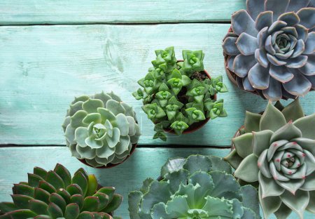 Beautiful echeveria succulent assortment isolated on wooden turquoise surface