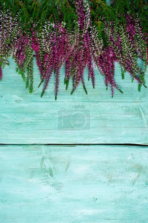 Téléchargez les photos : Calluna vulgaris sur surface en bois turquoise - en image libre de droit