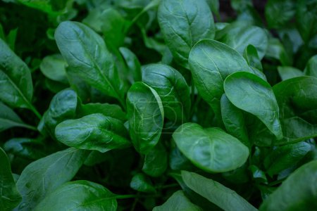 Photo for Spinach growing in a glass house - Royalty Free Image