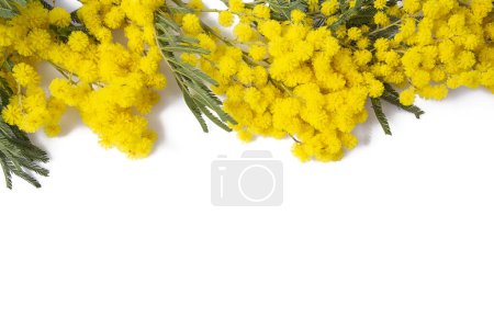 twig of mimosa tree isolated on white background