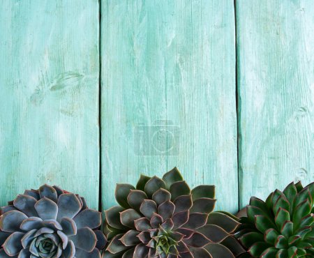 Foto de Hermoso surtido suculento echeveria aislado en la superficie de madera turquesa - Imagen libre de derechos
