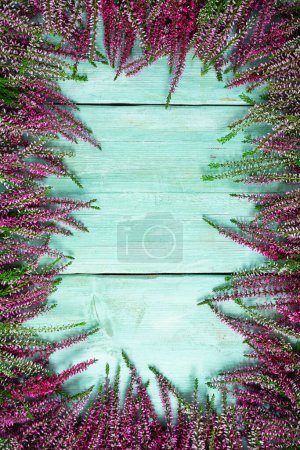 Foto de Calluna vulgaris sobre superficie de madera turquesa - Imagen libre de derechos