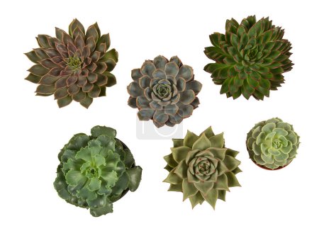 Photo for Beautiful echeveria succulent assortment isolated on white background. - Royalty Free Image