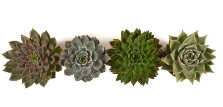 Photo for Beautiful echeveria succulent assortment isolated on white background. Top view. - Royalty Free Image