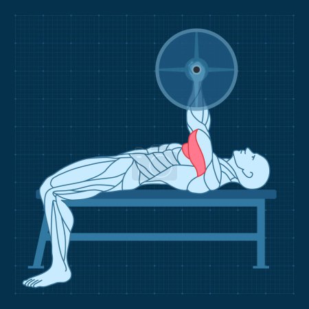Ilustración de Barbell bench press in the gym. Workout strength training. Man anatomy for sports exercise. - Imagen libre de derechos