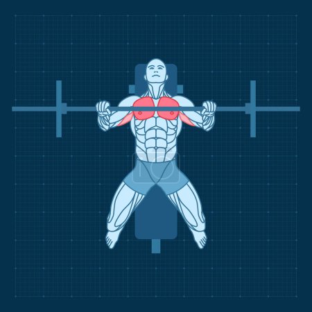 Téléchargez les illustrations : Barbell bench press in the gym. View from above. Workout strength training. Man anatomy for sports exercise. - en licence libre de droit