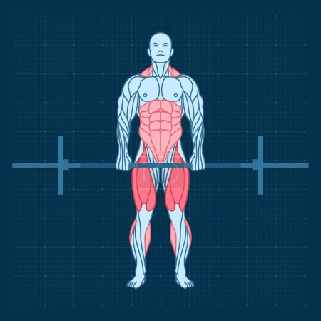Illustration for Barbell deadlift in the gym. Frontal view. Workout strength training. Man anatomy for sports exercise. - Royalty Free Image