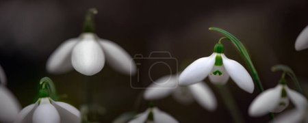 Elegante Knospen. Primrose.Spring Schneeglöckchen ist eine mehrjährige Familie. Weiße Frühlingsblume. Diese Blume steht im Roten Buch der Ukraine.Panorama der Schneeglöckchen.