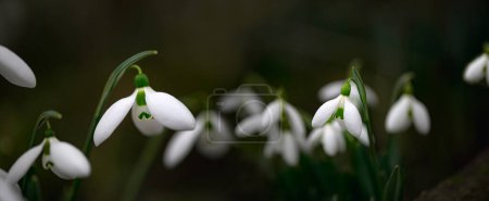 Elegante Knospen. Primrose.Spring Schneeglöckchen ist eine mehrjährige Familie. Weiße Frühlingsblume. Diese Blume steht im Roten Buch der Ukraine.Panorama der Schneeglöckchen.