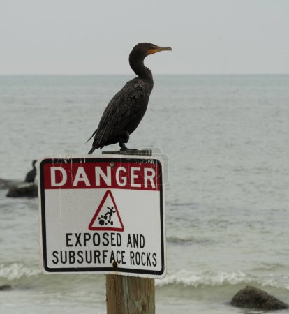 Téléchargez les photos : Cormorant à double crête assis sur un panneau de danger près de Indian rocks Beach, Floride - en image libre de droit
