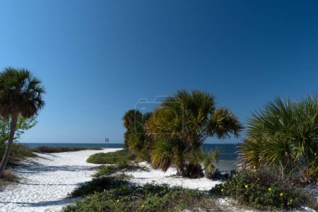 Photo for Palms along the trail to Bean Point Beach, Anna Maria island, Sarasota, Florida - Royalty Free Image