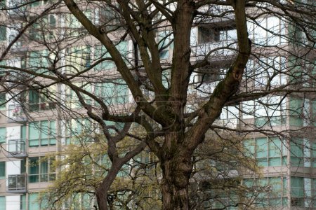 Photo for Bare trees in park between glass walls of skyscrapers in Vancouver downtown, near Georgia and Broughton - Royalty Free Image