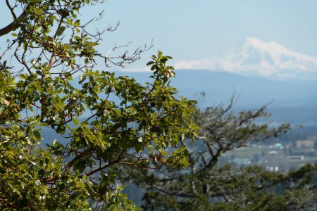 Foto de Vista macro de las ramas de la madrona con el Monte Baker en el fondo, entrada Saanich, Columbia Británica - Imagen libre de derechos