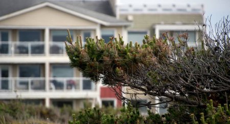 Photo for Pine branches frame building at coastal condominium near Westport lighthouse park, Grays Harbor, Washington - Royalty Free Image