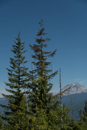 Foto de Hemlocks en el mirador escamoso con Mt Sedqwick en el fondo, Columbia Británica - Imagen libre de derechos